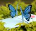 couple-butterflies-pop-up-card-blue-01
